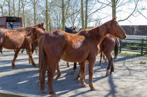 Glenda Spooner farm Arrivals