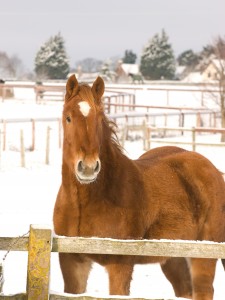 A horse in a paddock in the snow